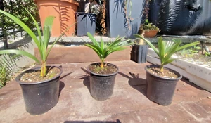 Chamaerops Humilis Vulcano palma nana Tree bonsai resistente freddo ITALIA - Bild 1 von 6
