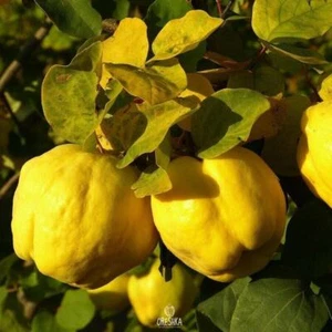 Common quince 15+ PCS fresh seeds, Fruit seeds, Organic seeds, Non GMO - Picture 1 of 8