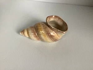 1950s/60s Shorter & Sons Studio Pottery Multi Coloured Fashioned Shell Piece. - Picture 1 of 7