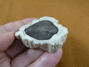 R805-1) genuine fossil Petrified Wood slice specimen Madagascar organic rock - Picture 1 of 1