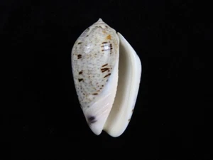 Sea Shell Oliva incrassata 59 mm ID#8400 - Imagen 1 de 2