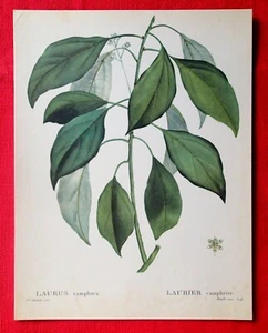 LAURIER CAMPHRIER - PLANCHE BOTANIQUE / HERBORISTERIE DÉCO VINTAGE BON ÉTAT - Picture 1 of 2