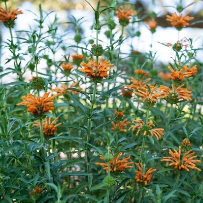 Wild Dagga Seeds Orange Lion’s Tail (Leonotis leonurus), Organic, 25 seed packet - Image 1 of 4