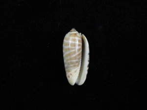 Sea Shell Oliva rufula 26,2 mm ID#8437 - Imagen 1 de 2