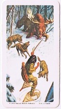 Brooke Bond Red Rose Tea Card #4 Moose Hunt Indians Of Canada