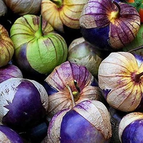 ***Neu Purple Tomatillo*** Physalis ixocarpa würzig für Salsa Mexicana 10 Samen - Bild 1 von 1