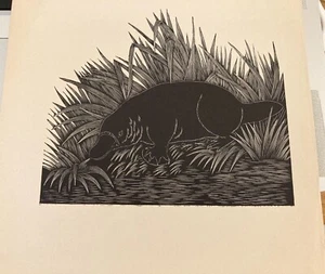 1928 IMPRESIONANTE grabado en B&W: ORNITORRINCO AUSTRALIANO mamífero genuino de colección NO REPRO - Imagen 1 de 2