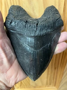 6.5 " megalodon tooth replica PERFECT AND HEAVY - Picture 1 of 3