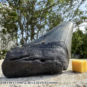 Authentic Carcharodon Megalodon Fossil Shark Tooth C GRADE - Miocene Era | - Picture 1 of 1