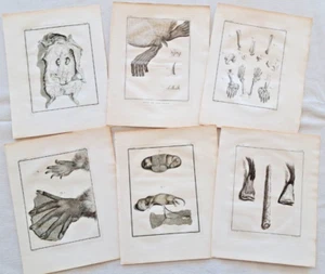 Buffon/de Seve raccolta 6 incisioni zoologia 1780 circa storia naturale - Foto 1 di 7