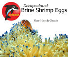Decapsulated Brine Shrimp Eggs - Artemia Cysts 4 oz 