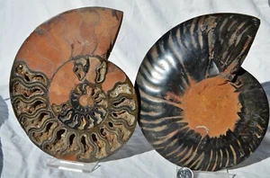 RARE 1 in 100 BLACK Ammonite Split PAIR Deep Crystals XXLARGE 7.5" 185mm 9184xx - Picture 1 of 9