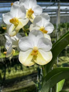 V. Tubtim Velvet X V. Nakornsawan Belle , White Two Tone Vanda Orchid BS - Picture 1 of 4