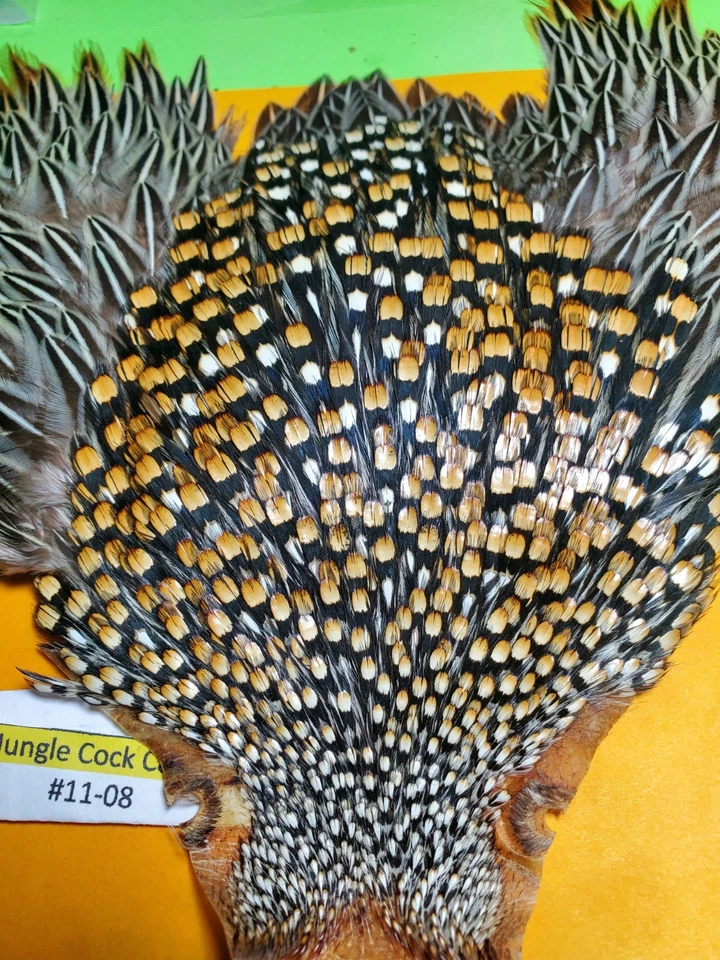 Capa Jungle Cock SUPER AAA 11-08 EE. UU. Solo  Foto 1 de 4