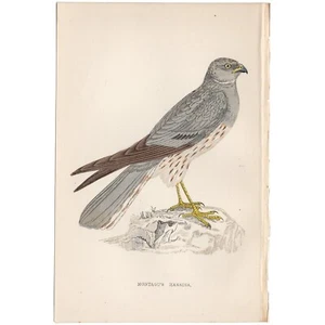 Morris antique bird print 1863 hand-colored engraving Plate 22 Montagu's Harrier - Picture 1 of 3