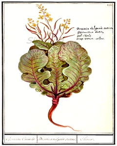 Senfgrün Vintage botanische Zeichnung hochauflösend Giclee 8x10 Druck - Bild 1 von 1