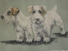 SEALYHAM CESKY etching LE #64/350 pencil signed 15x17" terrier dog