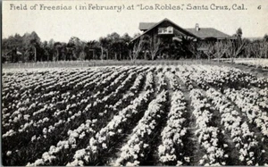 1910. FIELD OF FREESIAS AT LOS ROBLES, CA. Postkarte u11 - Bild 1 von 2
