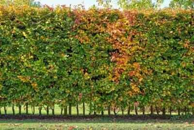  Hainbuchen 15st. 80-120cm Heckenpflanzen  Hainbuche Carpinus betulus Wurzelware - Bild 1 von 4