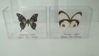 2 Framed White &amp; Purple Real Butterflies Taxidermy In Acrylic Cases. Nice Set.