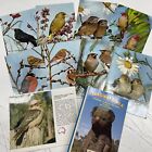 ORIGINAL Retro Paper Postcard Job Lot Australia Photograph Bird Animal Wildlife