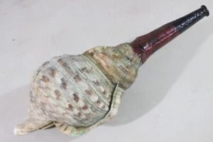 HORAGAI (Tranpet Shell) of YOROI (armor) : 17.3 × 7.9 " 960g - Picture 1 of 10