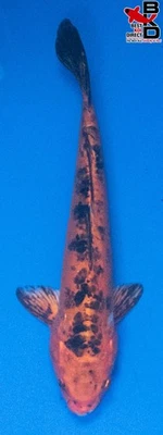 Estanque de jardín de peces koi vivos 12" DOITSU KI Bekko 10/22 Foto 1 de 4