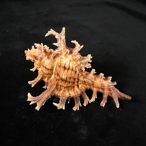 Chicoreus spectrum, Brazil, 92,8mm, F+, NICE SPINES!!! - Picture 1 of 7