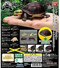 Turtle 04 Cuor Capsule Toy Collection Mini Figure set of 4 No Rare JAPAN BANDAI