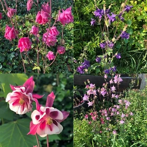 Miscela Fiori Akelei 100+ Semi (Aquilegia) **Molti Colori Fioritura Diversi** - Foto 1 di 1