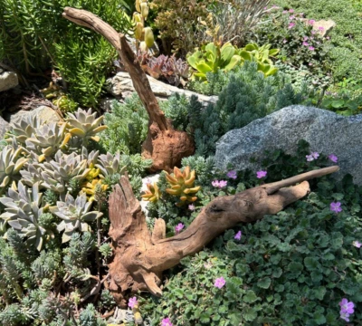 Large Manzanita Driftwood Two Pc Burly Buddies Set for Aquarium Terrarium Bonsai - Image 1 of 4