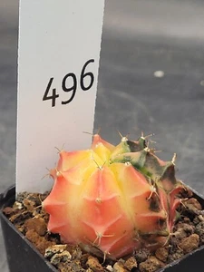 Gymnocalycium Mihanovichii Variegated Cactus Pretty Yellow Pink Green 496 - Picture 1 of 5