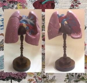 1 Antique Victorian medicine lung sample studi Rare Odd - Picture 1 of 7