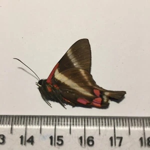 Insecto/mariposa/polilla seco real sin fijar B2339 especie rara de reto Perú - Imagen 1 de 1