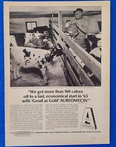 1965 AUREOMYCIN BY AMERICAN CYANAMID MANUFACTURED CALF FEEDS ORIGINAL PRINT AD - Picture 1 of 1