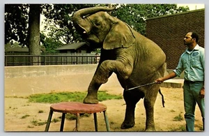 Postkarte Kasheiba Elefant Beardsley Zoologischer Garten Bridgeport Connecticut - Bild 1 von 2