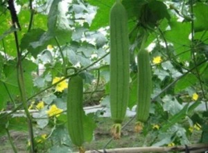 20 Extra Long Smooth Luffa Gourd seeds; 特長絲瓜; muop huong; Thai/Chinese Okra 2025 - Picture 1 of 3