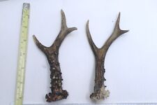 2x  Roe Deer Antlers  NATURAL  HOME DECOR Taxidermy RPG V Shape Walking Stick