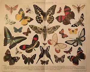 1895 Antica Stampa = FARFALLE = Insetti = CROMOLITOGRAFIA# - Imagen 1 de 1