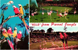 Cartolina Vintage Senza Posta PAPPAGALLO GIUNGLA Miami FL HELLO FROM THE PAPPAGALLO JUNGLE - Foto 1 di 2