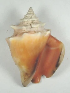 STROMBUS NICARAGUENSIS 62,95mm ESPECIMEN SUPER ELECCIÓN Punta de Palma, E Guatemala - Imagen 1 de 2