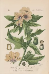 Schwarzes Bilsenkraut (Hyoscyamus niger) Chromo-Lithographie von 1884 Antik Art - Bild 1 von 1