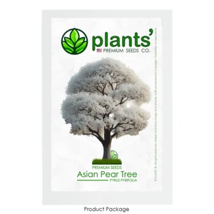 Asian Pear Flowering Tree | Premium Seeds | Pyrus pyrifolia 'Spring' | Plants'® - Picture 1 of 11