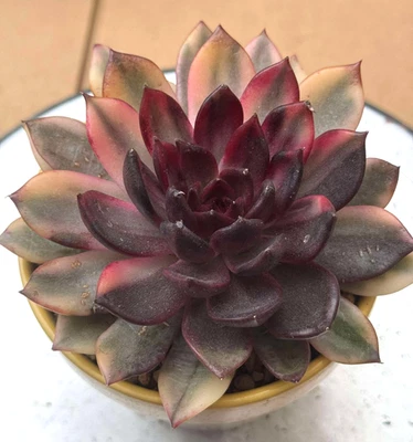 Importadas Suculentas Planta Viva Regalo Decoración del Hogar Planta Echeveria Montaña Llama #5 Foto 1 de 4