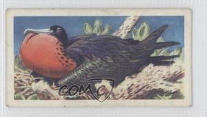 1961 Brooke Bond Tropical Birds Tea Magnificent Frigate Bird #34 0f8 - Picture 1 of 3