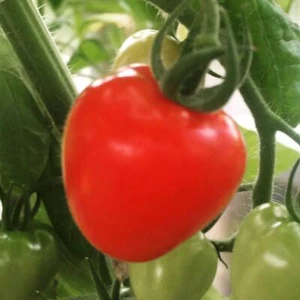 Tomato - German Red Strawberry - Picture 1 of 1