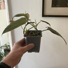 Philodendron Philodendron Rare Houseplant Aroid