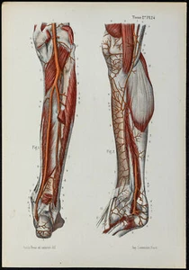1866 - Angiology & Arteries of The Leg - Lithography (Anatomy & Medicine) - Bild 1 von 3