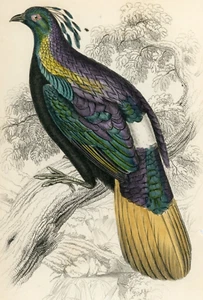 1834 Impeyan Lophophorus (Male) Hand-Colored Steel Engraving Jardine Lizars - Picture 1 of 3