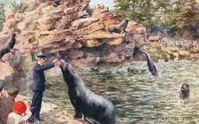 Vintage Postcard 1910's Sea Lions At The Zoo Feeding Sea Lions By Hand Zookeeper